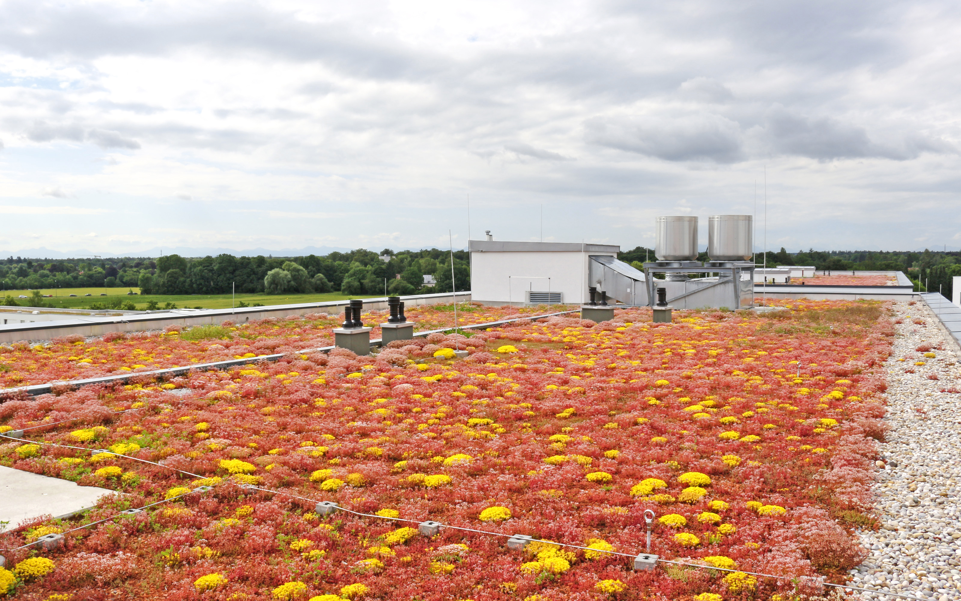 Mit Sedum begrüntes Dach und Hochhäuser im Hintergrund.