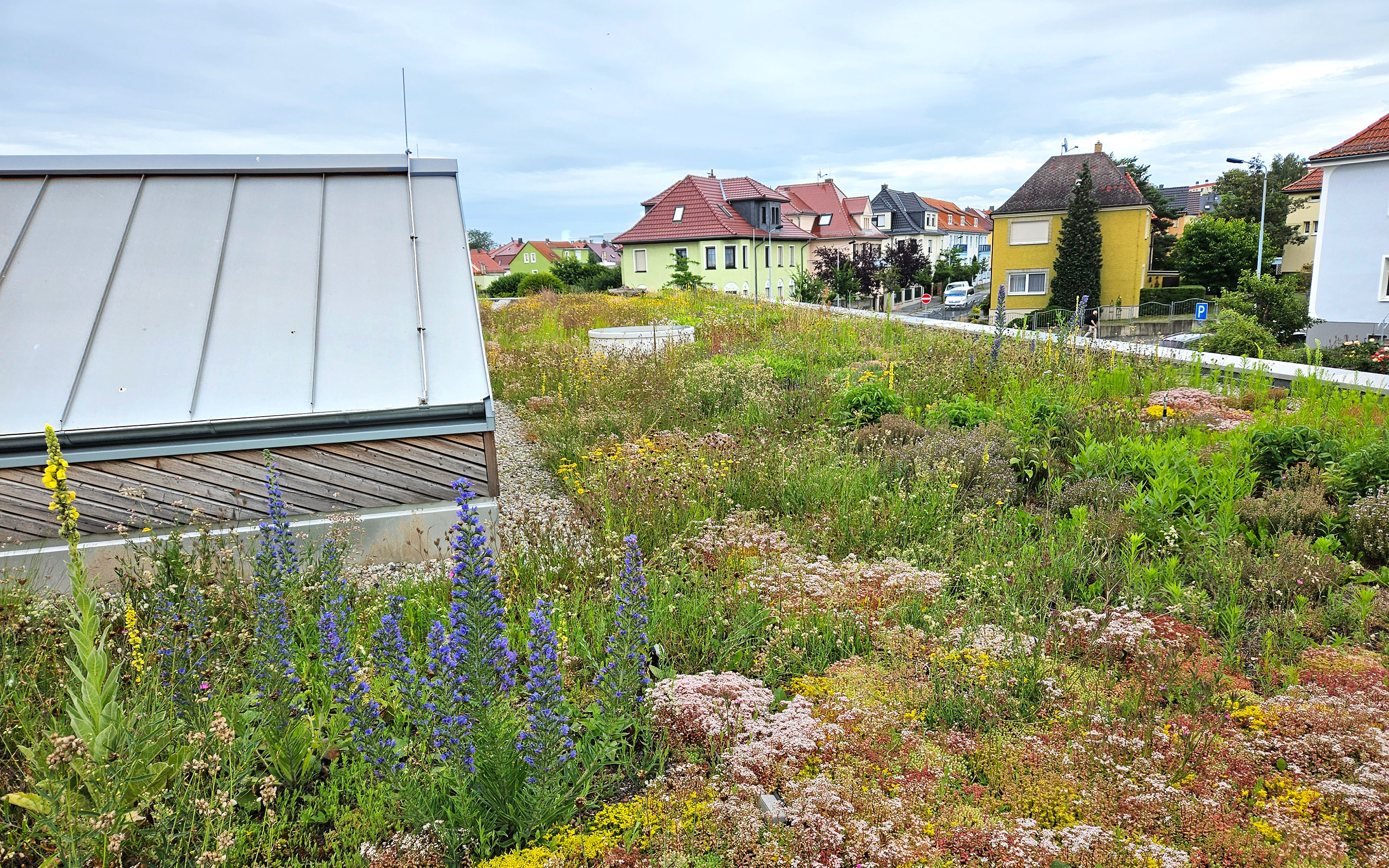 Biodiversitäts-Gründach