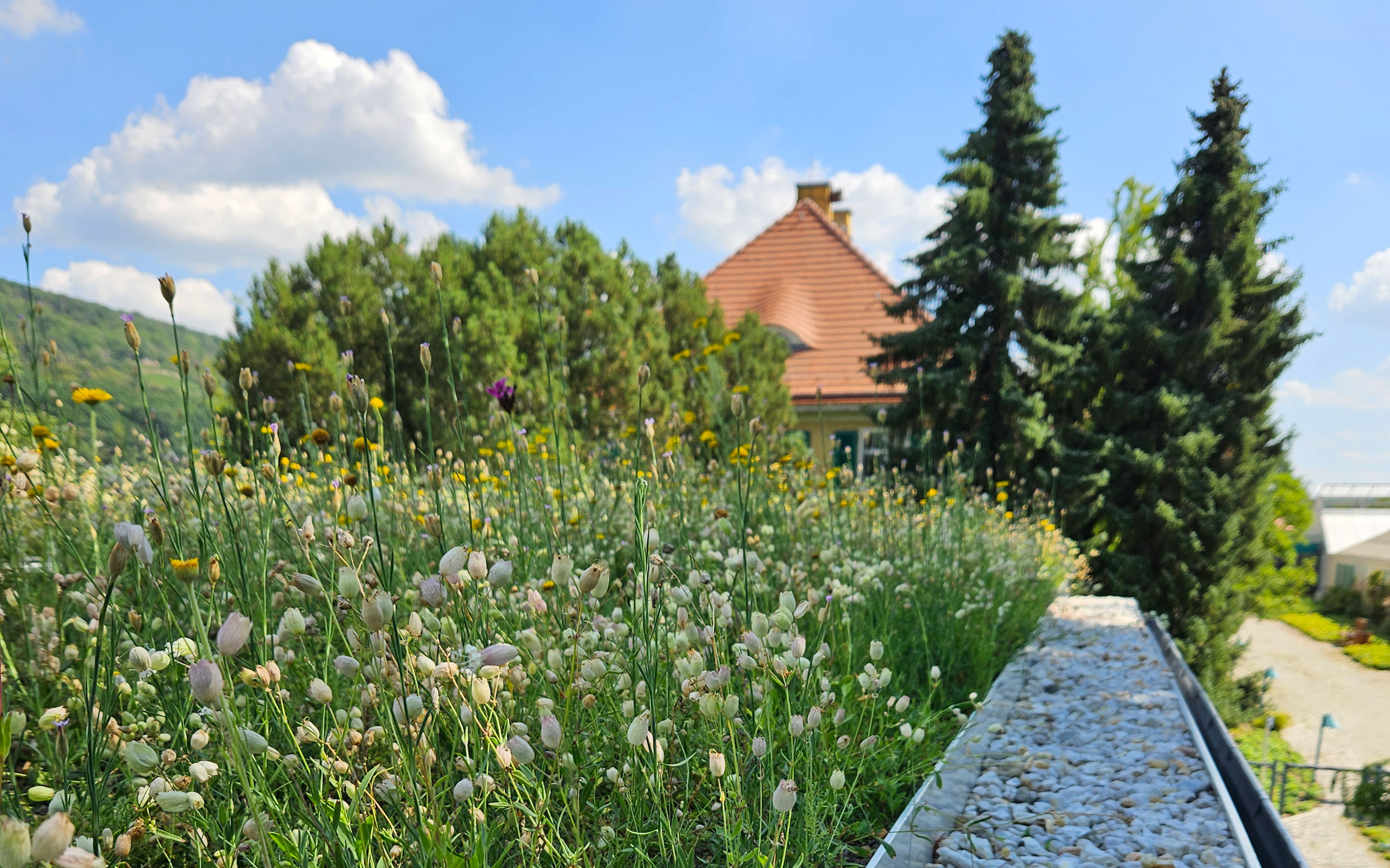 Pflanzen auf einem Gründach