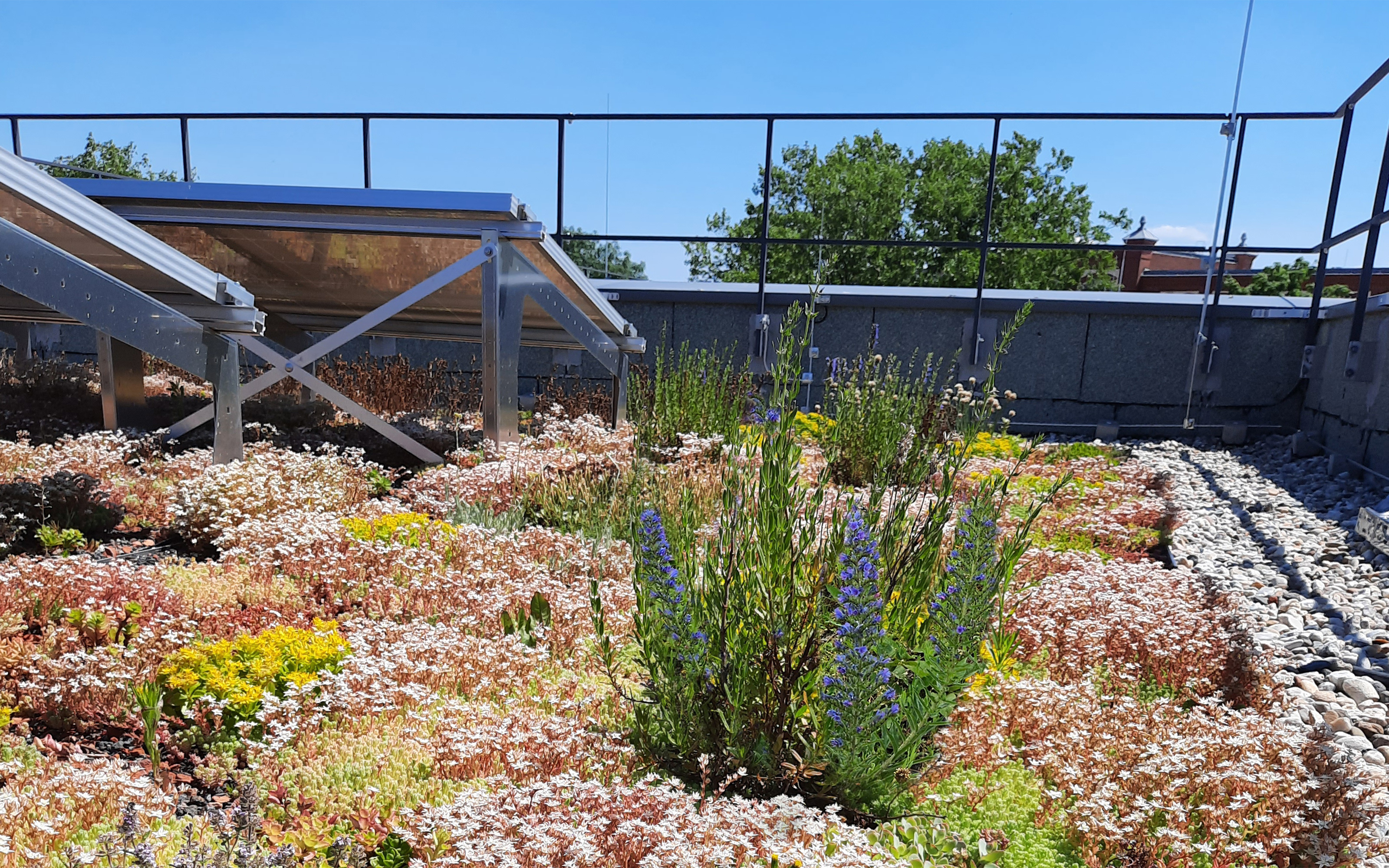 Blühendes Gründach mit Solar und Geländer