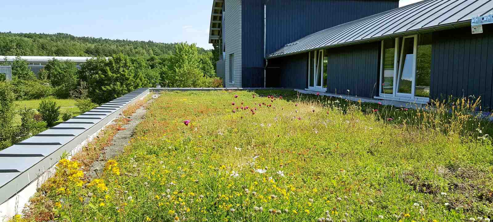 Blühendes Gründach