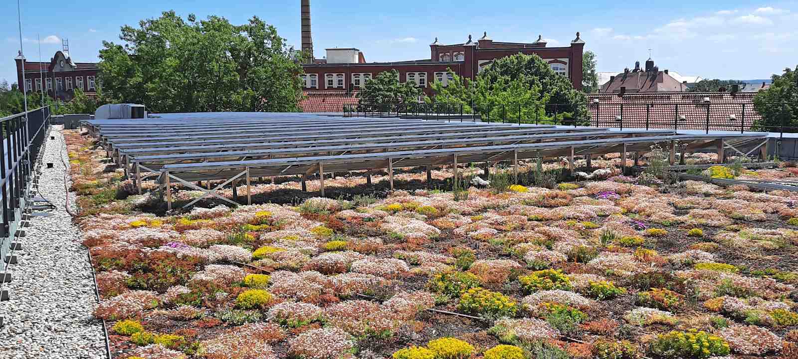 Blühende Dachbegrünung mit Photovoltaik