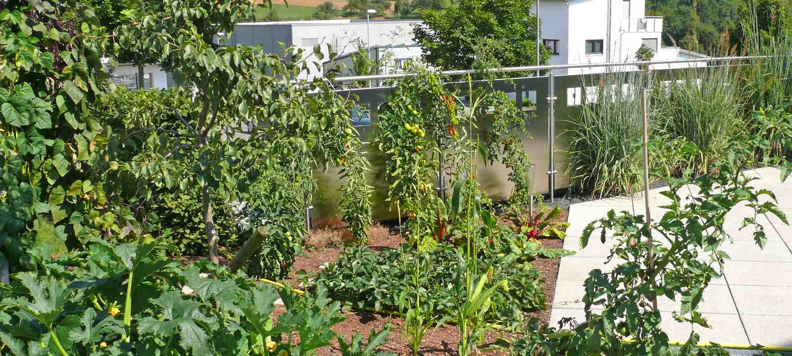 Dachgarten mit Gemüseanbau