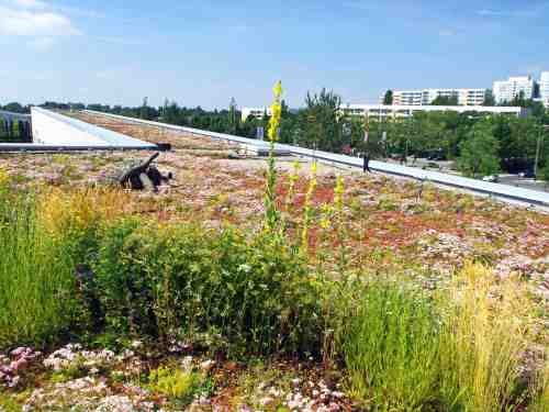 Artenreiche Dachbegrünung in der Stadt