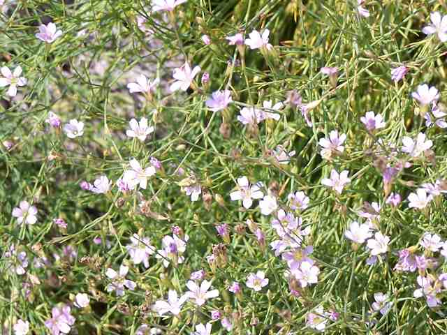 Gypsophila repens „Letchworth“