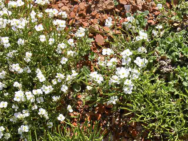 Arabis Caucasica "Schneeball"