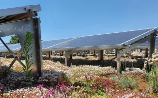 Gründach mit Sedum, Karthäusernelke und Solar