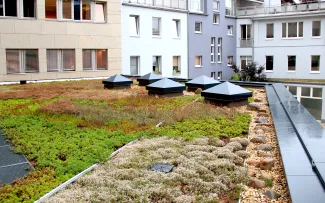 Extensiv begrüntes Dach im Regen