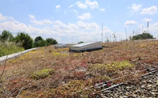 Sedum auf einem schrägen Dach