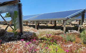 Dachbegrünung mit Solar