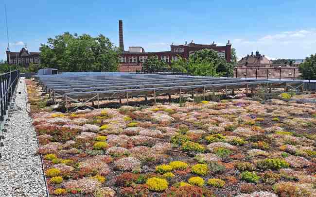 Blühende Dachbegrünung mit Photovoltaik