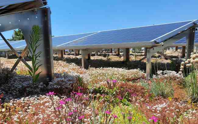 Blühendes Gründach mit Solar
