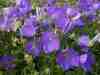 Campanula carpatica