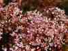 Sedum album „Coral Carpet“