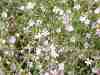 Gypsophila repens