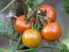 Tomaten